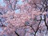 cherry blossoms