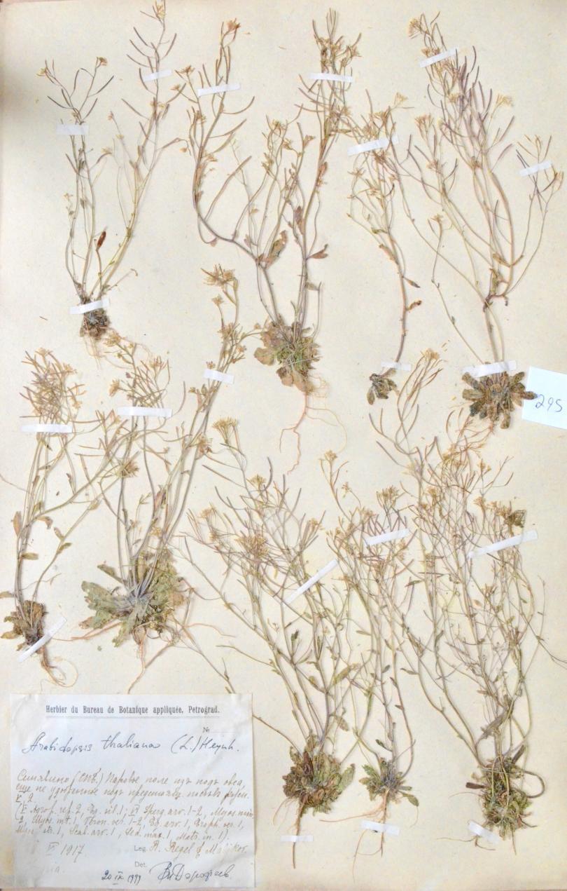 A photo with dried Arabidopsis thaliana, also known as thale cress, taped to an off white sheet of paper. There is a bright white square piece of paper in the bottom left corner that has writing. The title of this sheet of paper is "Herbier du Bureau de Botanique appliquee, Petrograd.". 
